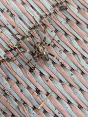 Araneus saevus