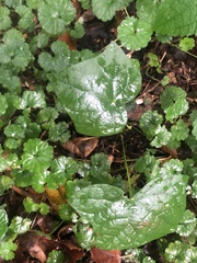 Menispermum canadense