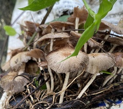 Psathyrella bipellis