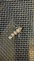 Eucopina tocullionana