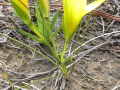 Romulea flava