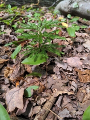 Dendrolycopodium dendroideum