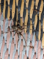 Araneus saevus