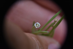 Epilobium leptophyllum