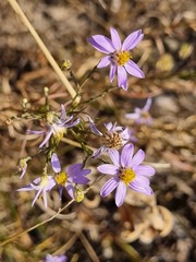 Galatella angustissima