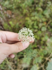 Kadenia dubia