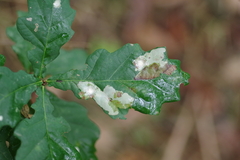 Tischeria ekebladella