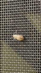 Naupactus peregrinus
