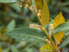 Chrysolepis chrysophylla