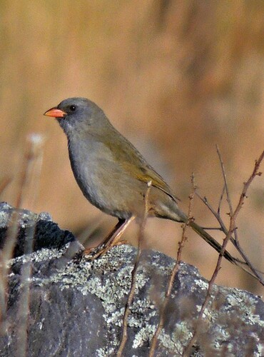 Great Pampa-finch