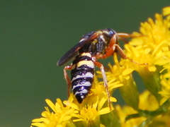 Philanthus