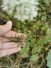 Kadenia dubia