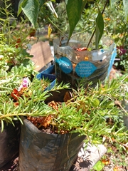 Portulaca grandiflora