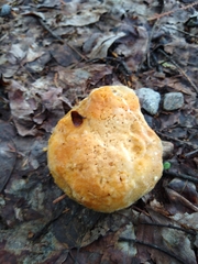 Retiboletus ornatipes