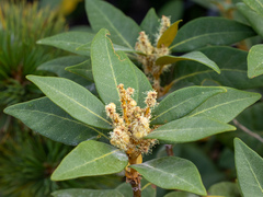 Chrysolepis chrysophylla