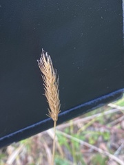 Hordelymus europaeus