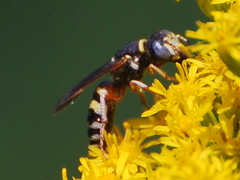 Philanthus