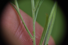 Epilobium leptophyllum