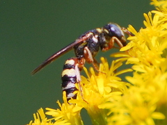 Philanthus