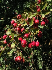 Crataegus monogyna
