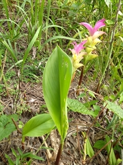 Curcuma