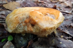 Retiboletus ornatipes