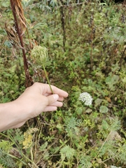 Kadenia dubia
