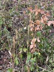 Hordelymus europaeus