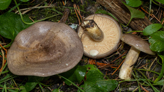 Lactarius circellatus