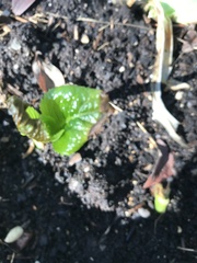 Hydrangea macrophylla