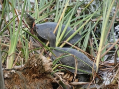 Mauremys leprosa leprosa