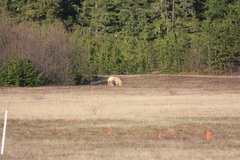 Ursus americanus kermodei