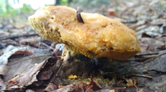 Retiboletus ornatipes