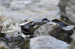 Neogobius melanostomus