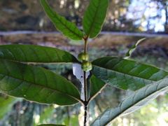 Peponidium