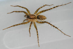 Pardosa pauxilla