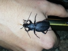 Carabus coriaceus