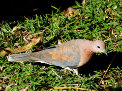 Streptopelia senegalensis senegalensis