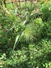 Panicum capillare