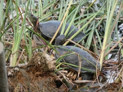Mauremys leprosa leprosa