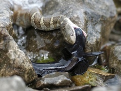 Neogobius melanostomus