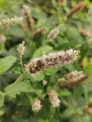 Mentha longifolia
