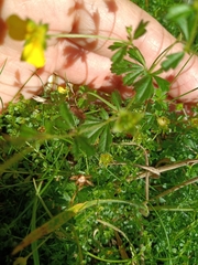 Potentilla erecta