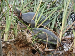 Mauremys leprosa leprosa