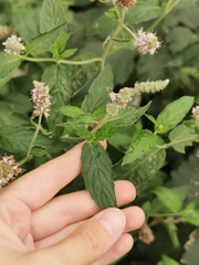 Mentha longifolia