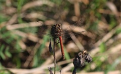 Sympetrum vulgatum