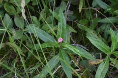 Persicaria amphibia