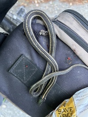 Thamnophis ordinoides