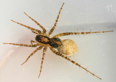 Pardosa pauxilla