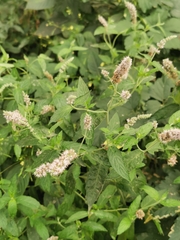Mentha longifolia
